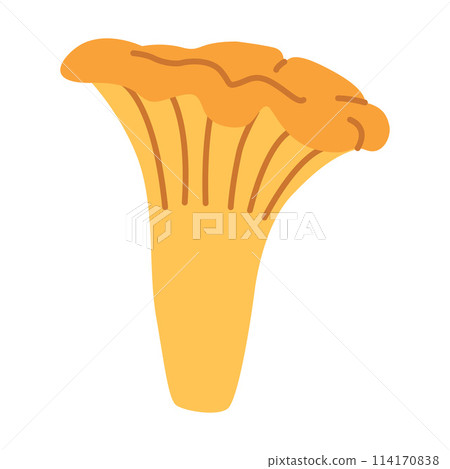 Chanterelle mushrooms. Hand drawn trendy flat style. Doodle of autumn forest harvest. Chanterelle mushrooms. Hand drawn trendy flat style. Doodle of autumn forest harvest. 114170838