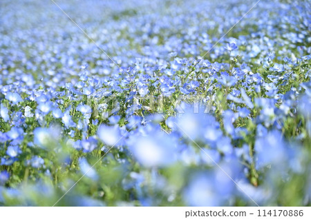 Blue nemophila blooming all over the place 114170886