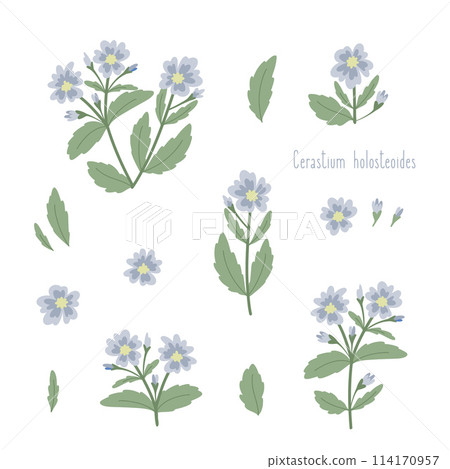 Plant Cerastium Holosteoides fries. Wild plants. Plant Cerastium Holosteoides fries. Wild plants. 114170957