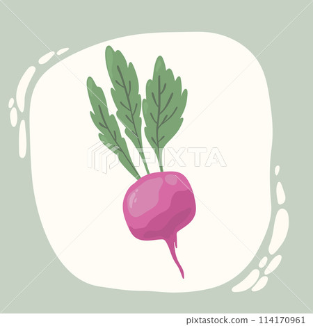 Radish, beetroot. Flat style. Vegetable hand drawn Radish, beetroot. Flat style. Vegetable hand drawn 114170961