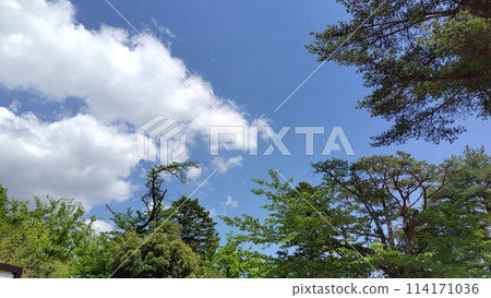 蔚藍的天空和低語的樹木 蔚藍的天空和低語的樹木 114171036