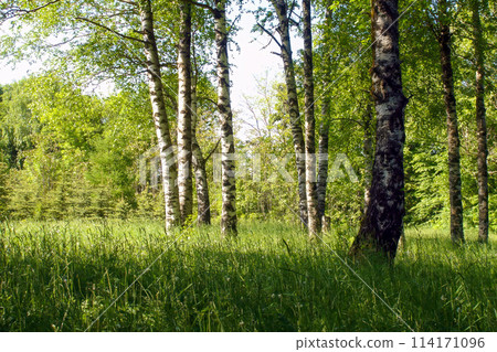 Peaceful woodland landscape with scenic lush green birch trees on the edge of verdant grove at sunny spring day. With no people beautiful desolate springtime scenery natural background. 114171096