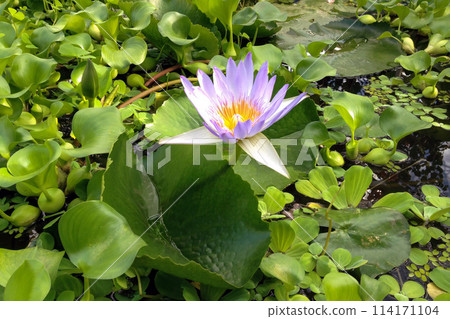Close-up shot of light violet Water lily flower among lush green leaves on water surface in botanical garden decorative pond. With no people beautiful springtime season natural background. Close-up shot of light violet Water lily flower among lush green leaves on water surface in botanical garden decorative pond. With no people beautiful springtime season natural background. 114171104