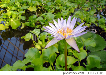 Close up shot of light violet Water lily flower among lush green leaves on water surface in botanical garden pond. With no people beautiful exotic springtime season natural background. Close up shot of light violet Water lily flower among lush green leaves on water surface in botanical garden pond. With no people beautiful exotic springtime season natural background. 114171105