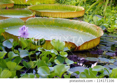Closeup of large flat green leaves of Water lily or other exotic tropical aquatic plants on water surface in botanical garden pond. With no people beautiful springtime season natural background. 114171106