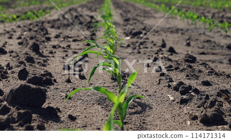 Corn sprouts grow in field. Farm agricultural business beds with rows of green sprouts germs of plants sprouting over damp plowed ground. High-quality healthy harvest crop, corn cultivation growth. Corn sprouts grow in field. Farm agricultural business beds with rows of green sprouts germs of plants sprouting over damp plowed ground. High-quality healthy harvest crop, corn cultivation growth. 114171314