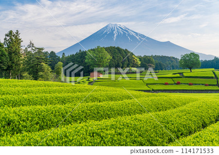 （靜岡縣）富士山對面美麗的小淵笹葉茶園 114171533