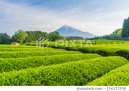 (靜岡縣)富士山對面美麗的小淵笹葉茶園 (靜岡縣)富士山對面美麗的小淵笹葉茶園 114171536