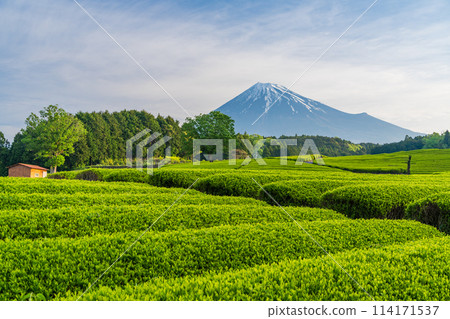 (Shizuoka Prefecture) Mount Fuji seen over the beautiful vermilion-colored Obuchi Sasaba tea fields 114171537