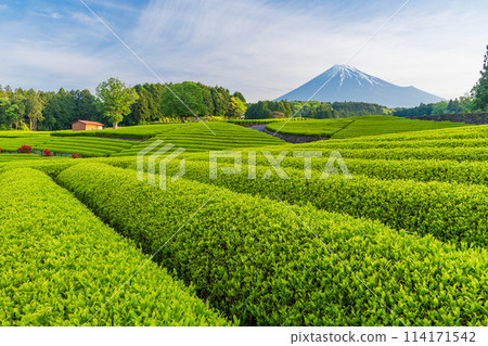 (Shizuoka Prefecture) Mount Fuji seen over the beautiful vermilion-colored Obuchi Sasaba tea fields 114171542