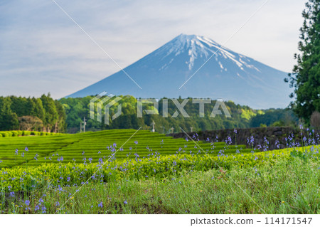 (Shizuoka Prefecture) Mount Fuji seen over the beautiful vermilion-colored Obuchi Sasaba tea fields 114171547