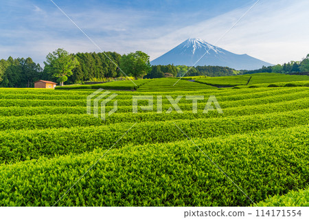 (Shizuoka Prefecture) Mount Fuji seen over the beautiful vermilion-colored Obuchi Sasaba tea fields 114171554