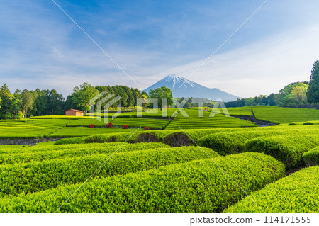 （靜岡縣）富士山對面美麗的小淵笹葉茶園 114171555