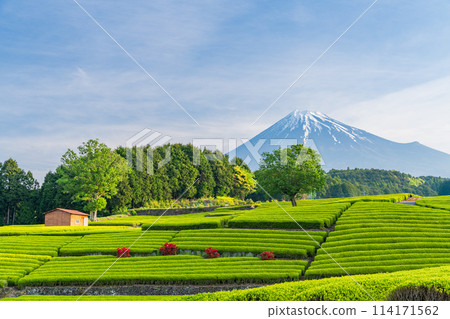 (Shizuoka Prefecture) Mount Fuji seen over the beautiful vermilion-colored Obuchi Sasaba tea fields 114171562