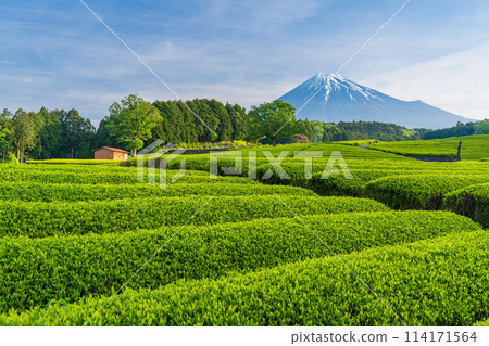 （靜岡縣）富士山對面美麗的小淵笹葉茶園 114171564