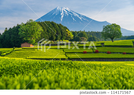 （靜岡縣）富士山對面美麗的小淵笹葉茶園 114171567