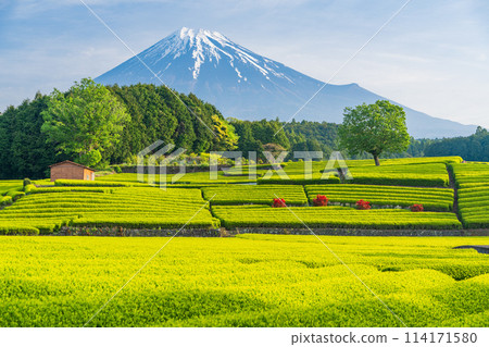 （靜岡縣）富士山對面美麗的小淵笹葉茶園 114171580