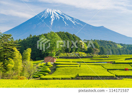 (靜岡縣)富士山對面美麗的小淵笹葉茶園 (靜岡縣)富士山對面美麗的小淵笹葉茶園 114171587