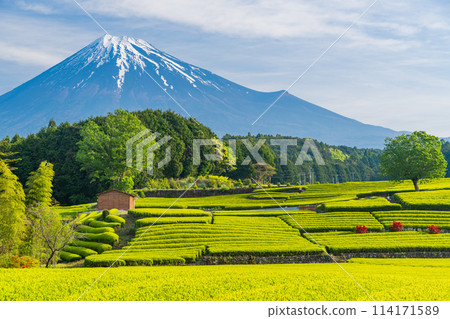 （靜岡縣）富士山對面美麗的小淵笹葉茶園 114171589