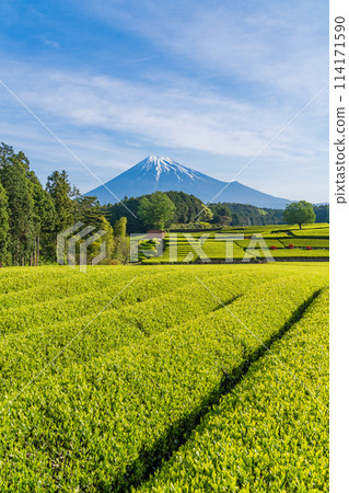(靜岡縣)富士山對面美麗的小淵笹葉茶園 (靜岡縣)富士山對面美麗的小淵笹葉茶園 114171590