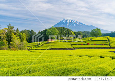 (Shizuoka Prefecture) Mount Fuji seen over the beautiful vermilion-colored Obuchi Sasaba tea fields (Shizuoka Prefecture) Mount Fuji seen over the beautiful vermilion-colored Obuchi Sasaba tea fields 114171592