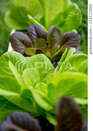 Fresh organic green leaves lettuce salad plant  114171609