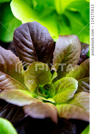 Fresh organic green leaves lettuce salad plant Fresh organic green leaves lettuce salad plant 114171613
