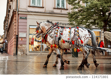 Vintage elegant carriages with beautifully dressed horses ride people around the historic center of Krakow on the old streets of Europe. 114171801
