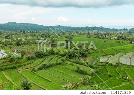 Picturesque rice terraces on the popular tourist island of Bali. Picturesque rice terraces on the popular tourist island of Bali. 114171839