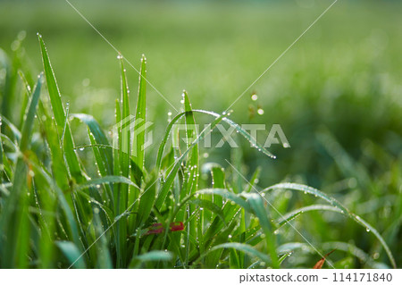 New juicy green rice terraces are covered with morning dew on the popular island of Bali. 114171840