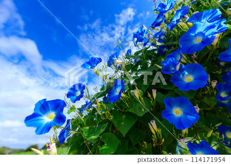 花夢村－初秋花開，天藍藍天 114171954