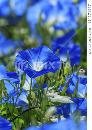 Hanayume no Sato - Heavenly blue flowers and blue sky in early autumn Hanayume no Sato - Heavenly blue flowers and blue sky in early autumn 114171967