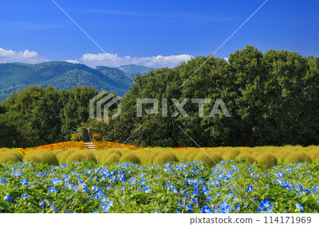 花武之裡，初秋時的天堂般的藍色花園 114171969
