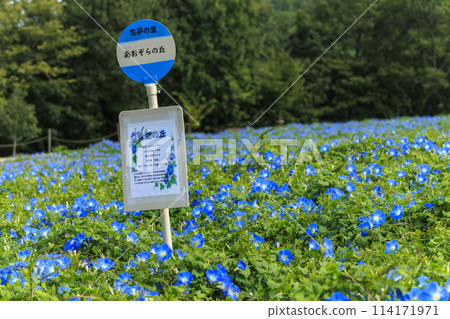 Hanayume no Sato: Heavenly blue flower fields in early autumn Hanayume no Sato: Heavenly blue flower fields in early autumn 114171971