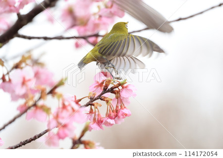 Mejiro和Kawazu櫻桃樹 114172054