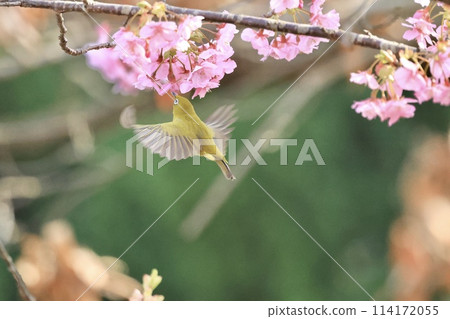 Mejiro和Kawazu櫻桃樹 114172055