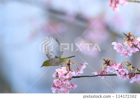 Mejiro and Kawazu cherry tree 114172102