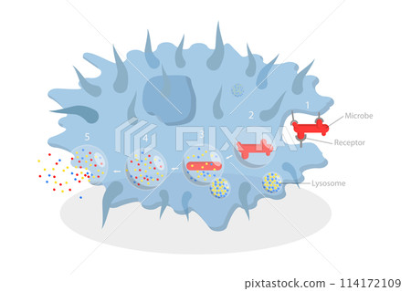 3D Isometric Flat  Conceptual Illustration of Phagocytosis, Labeled endocytosis Educational Scheme 114172109