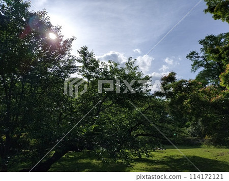 可以看到陽光和森林樹木的公園 可以看到陽光和森林樹木的公園 114172121