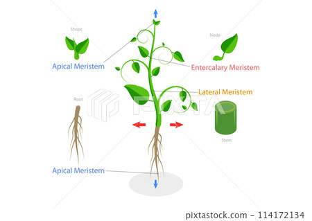 3D Isometric Flat Conceptual Illustration of Meristematic Tissue, Educational Scheme 3D Isometric Flat Conceptual Illustration of Meristematic Tissue, Educational Scheme 114172134