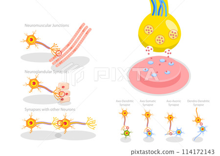 3D Isometric Flat  Conceptual Illustration of Synapse, Neuromuscular Junction 114172143