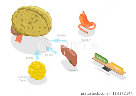 3D Isometric Flat Conceptual Illustration of Control Of Food Intake, Appetite and Hunger Hormones 3D Isometric Flat Conceptual Illustration of Control Of Food Intake, Appetite and Hunger Hormones 114172144