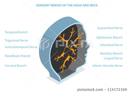 3D Isometric Flat  Conceptual Illustration of Sensory Nerves Of The Head And Neck, Educational Medical Diagram 114172169