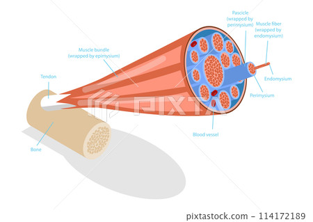 3D Isometric Flat  Conceptual Illustration of Skeletal Muscles, Anatomical Structure 114172189
