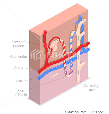 3D Isometric Flat  Conceptual Illustration of Structure Nephron of the Kidney, Educational Diagram 114172230