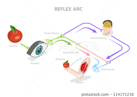 3D Isometric Flat  Conceptual Illustration of Reflex ARC, Educational Diagram 114172238