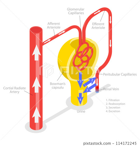 3D Isometric Flat  Conceptual Illustration of Formation Of Urine, Educational Diagram 114172245