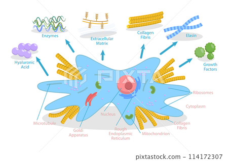 3D Isometric Flat Conceptual Illustration of Fibroplast, Connective Tissue Cell 3D Isometric Flat Conceptual Illustration of Fibroplast, Connective Tissue Cell 114172307