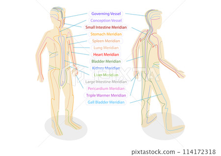 3D Isometric Flat  Conceptual Illustration of Body Meredians, Traditional Chinese Medicine 114172318