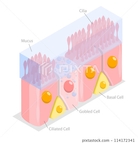 3D Isometric Flat Conceptual Illustration of Nasal Mucosa Cells, Medical Educational Diagram 3D Isometric Flat Conceptual Illustration of Nasal Mucosa Cells, Medical Educational Diagram 114172341